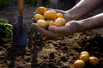 Россельхознадзор опроверг проблемы с поставками семян картофеля в РФ